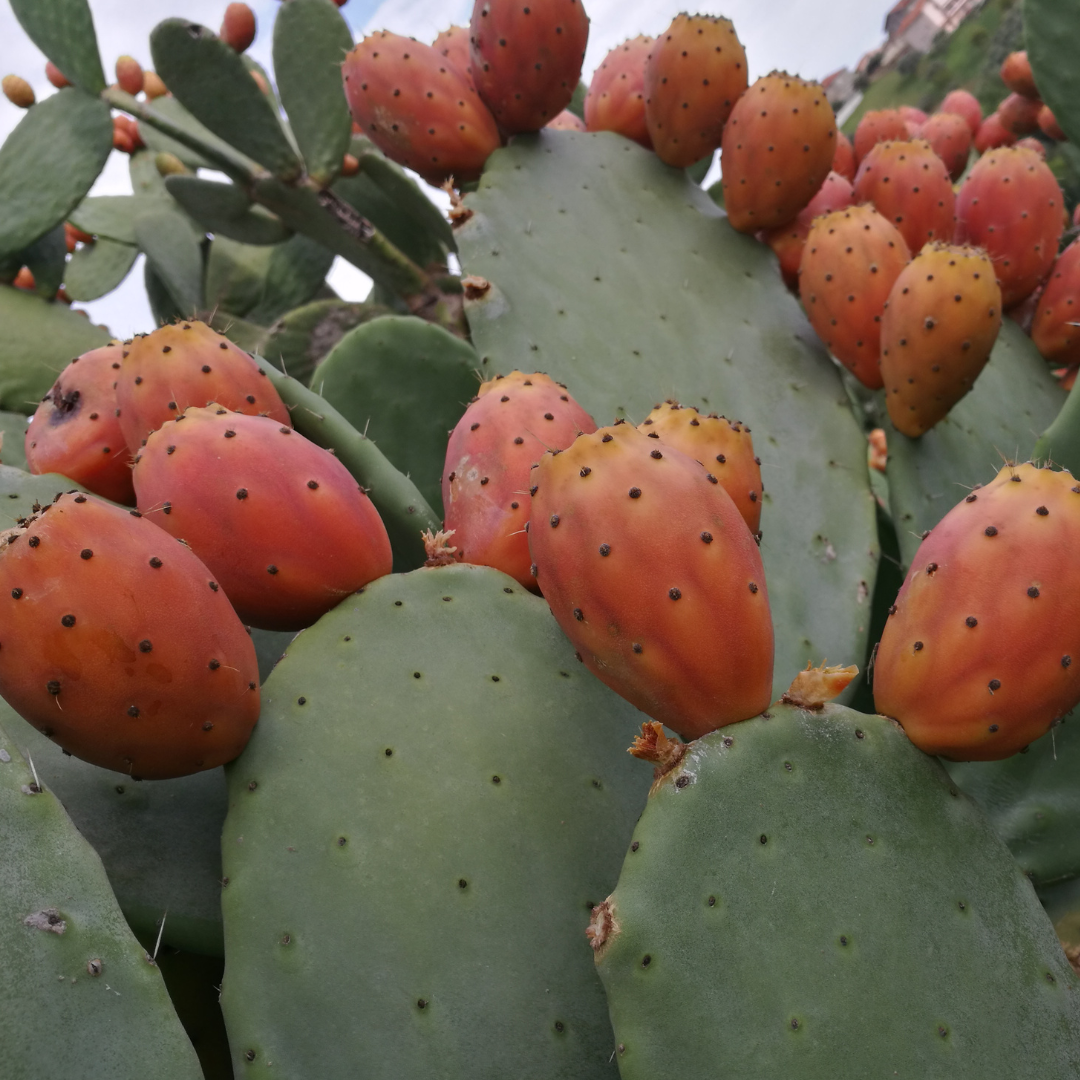 CRAVE Worthy Ingredients