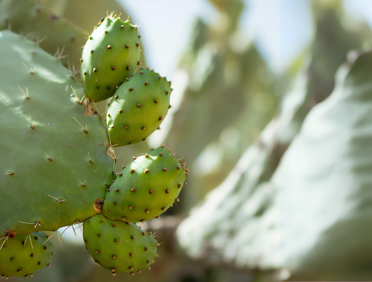 Prickly Pear Power: Transforming to Resilient Skin